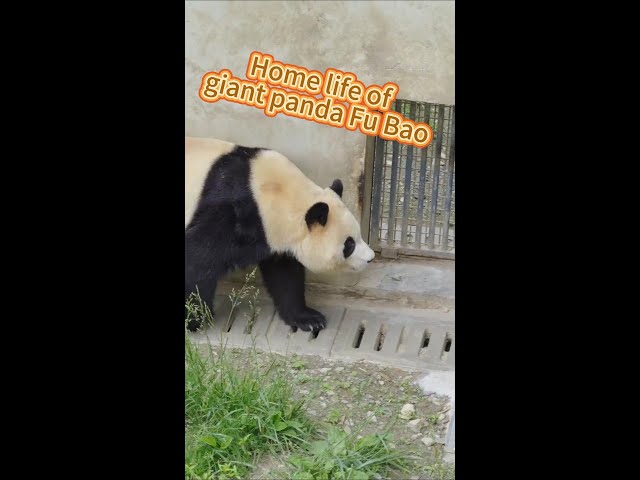 ⁣Panda born overseas adapts to life in Sichuan