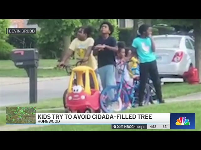 ⁣Kids try to avoid cicada-filled tree in Homewood