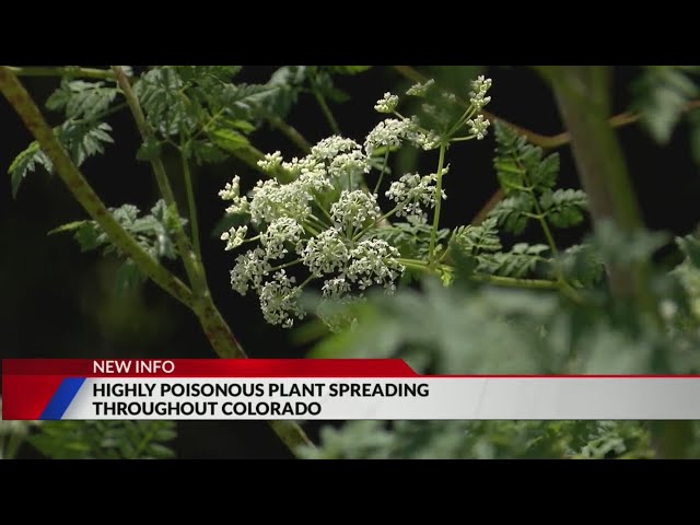⁣Highly poisonous plant spreading in Colorado