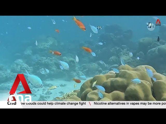 ⁣Maldives coral reefs facing multitude of threats due to climate change