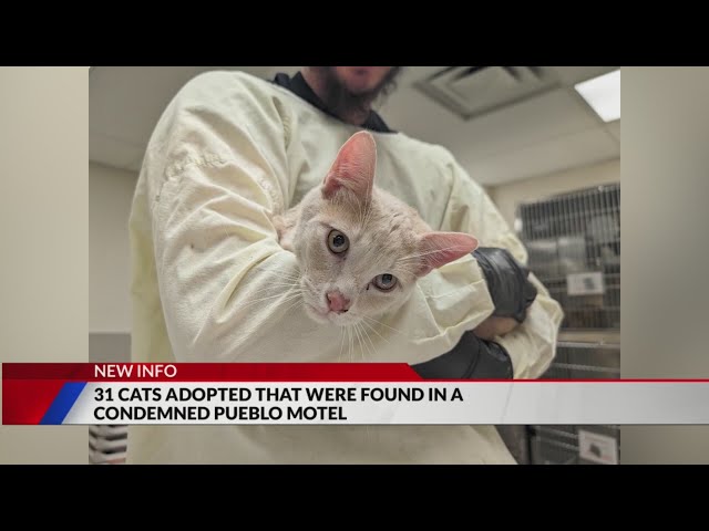 ⁣31 cats find love after harrowing ordeal at Pueblo hotel