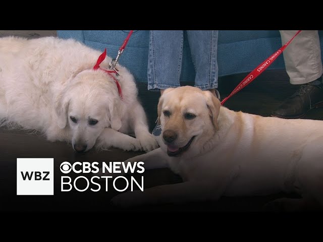 ⁣Local non-profit Caring Canines offers in-person visits with therapy dogs