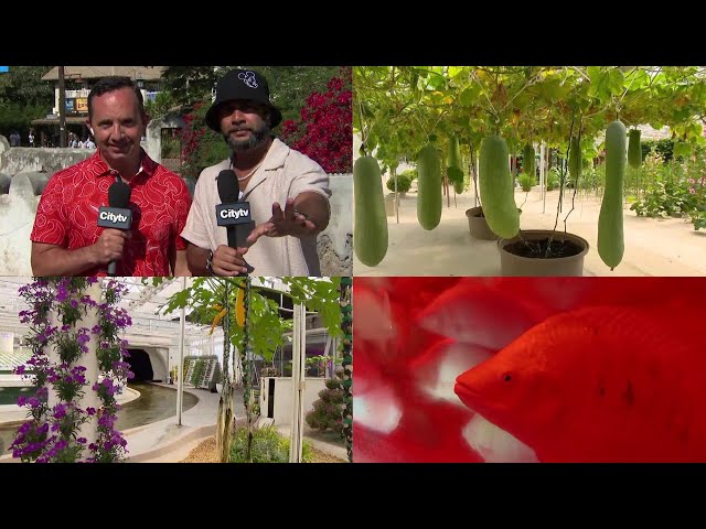 This EPCOT tour of the greenhouses at Disney World Resort shows the future of agriculture