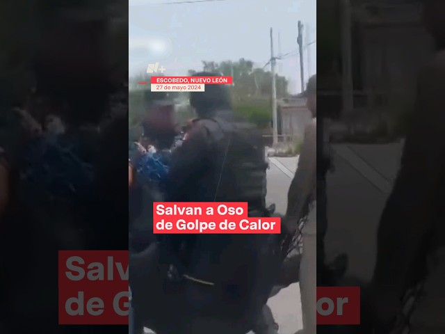 Salvan a oso de golpe de calor en Escobedo, Nuevo León #nmas #nuevoleón #osos #shorts