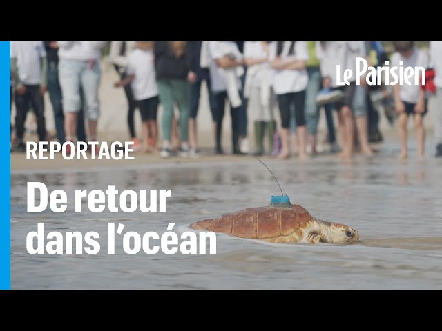 ⁣65 tortues soignées à la Rochelle ont retrouvé l'océan à l'Île de Ré
