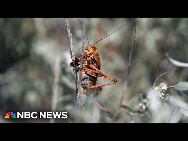 ⁣Swarms of Mormon crickets cause crashes in Nevada