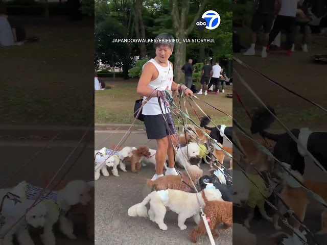 ⁣Dog walker spotted walking 19 dogs – at the time same time!