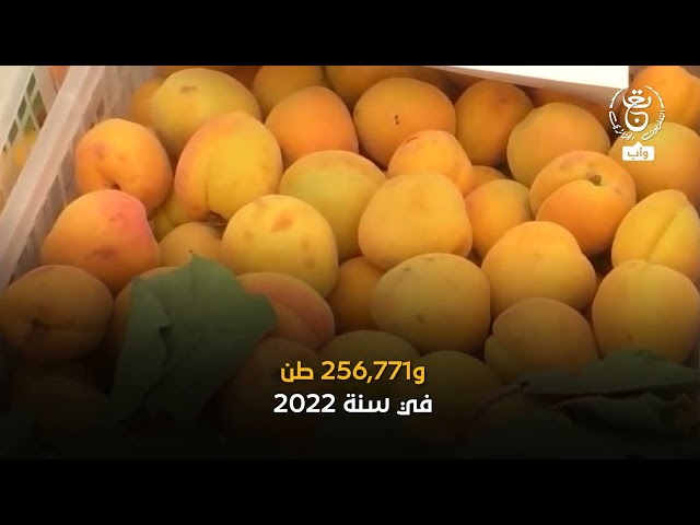 ⁣الجزائر تحل المرتبة الأولى #إفريقيا في إنتاج هذه الفاكهة ..