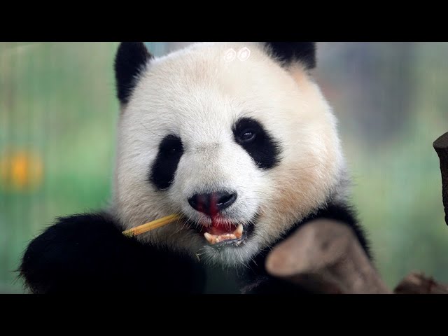 ⁣China to send two giant pandas to a US zoo