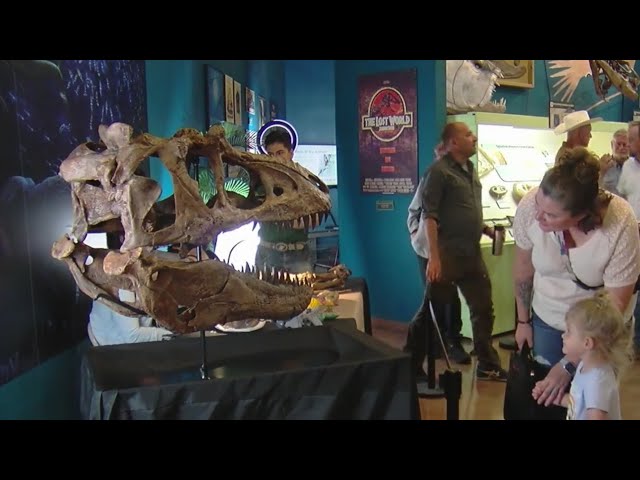 ⁣'Murder monster' tyrannosaur skull displayed in Woodland Park