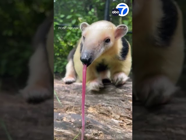 ⁣Adorable anteater shows off 'incredible' 16-inch tongue