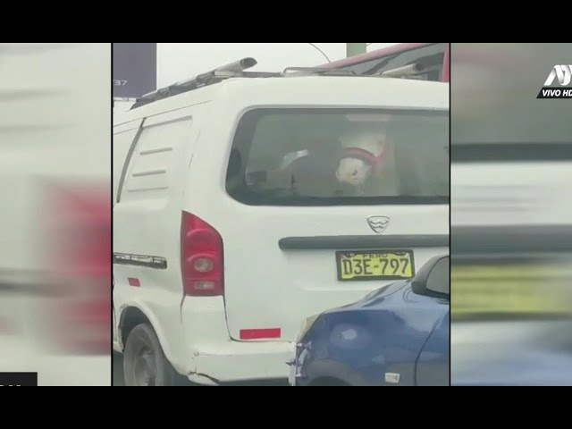 ⁣¡De locos! Caballito es transportado dentro de una minivan en VMT