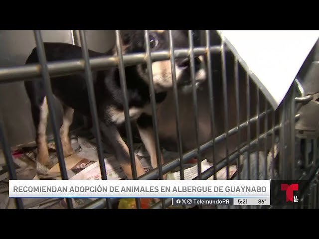⁣¡Necesitan un hogar! Listos para ser adoptados animales removidos de albergue en Arecibo