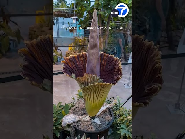 ⁣TIMELAPSE: Watch a rare 8-year-old corpse flower bloom for the first time