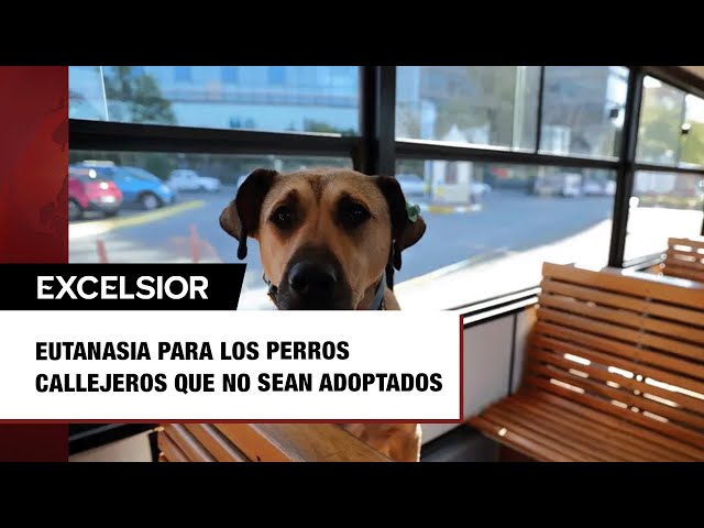 ⁣Si no los adoptan, en Turquía planean sacrificar a 4 millones de perritos