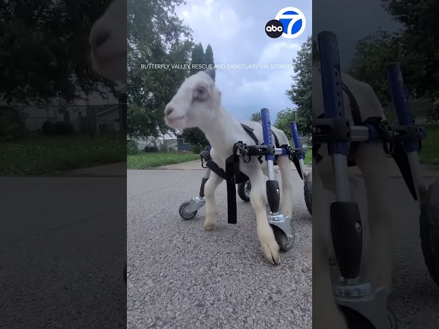 ⁣Precious South Dakota goat that needs wheelchair to get around gets help from community