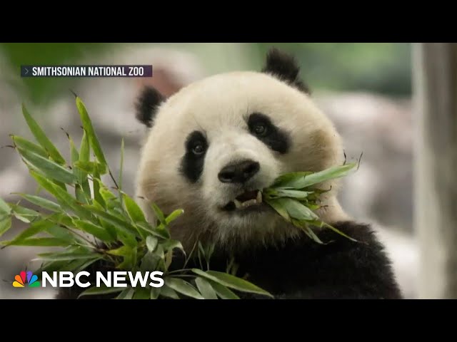 ⁣China to send two new pandas to National Zoo