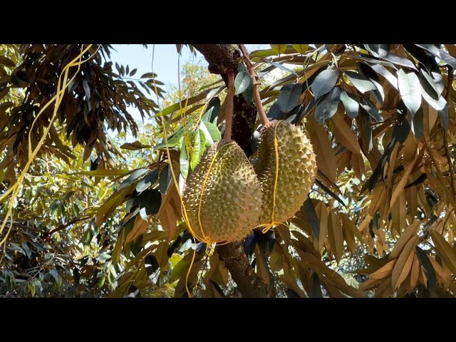 ⁣New tech helping Malaysia's durian industry