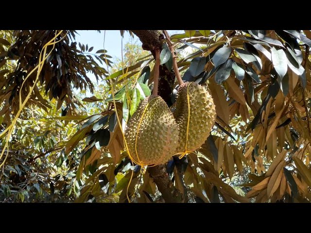 New tech helping Malaysia's durian industry