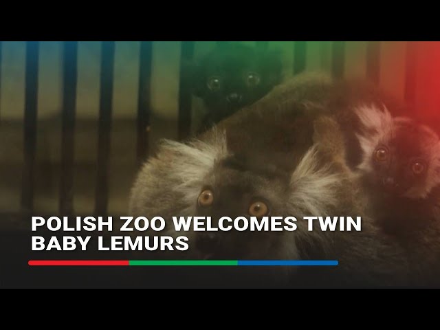 ⁣Polish zoo welcomes twin baby lemurs