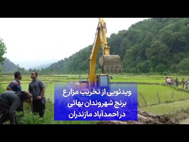 ⁣ویدئویی از تخریب مزارع برنج شهروندان بهائی در احمدآباد مازندران
