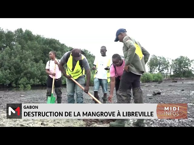 ⁣Gabon : destruction de la mangrove à Libreville