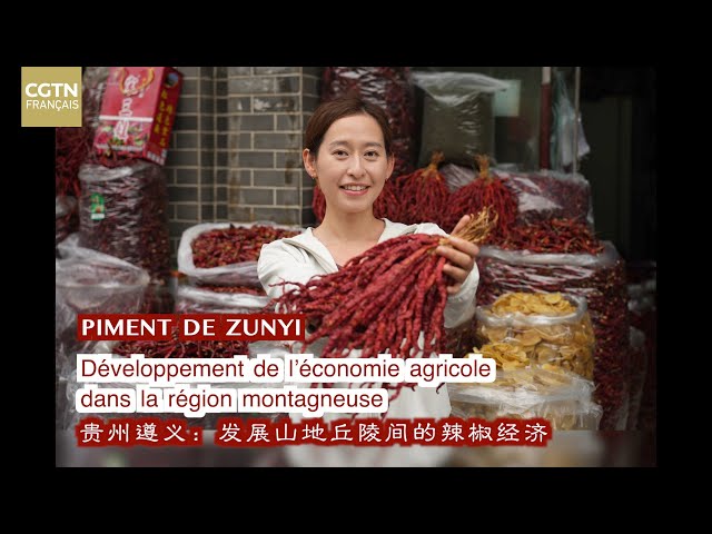 ⁣PIMENT DE ZUNYI : développement de l’économie agricole dans la région montagneuse