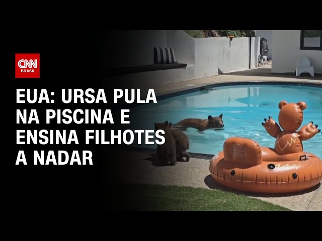 ⁣EUA: ursa pula na piscina e ensina filhotes a nadar | LIVE CNN