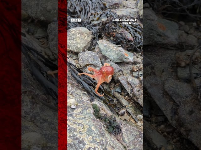 An octopus has been filmed as it changes colour on a beach in Wales. #Octopus #Wales #BBCNews