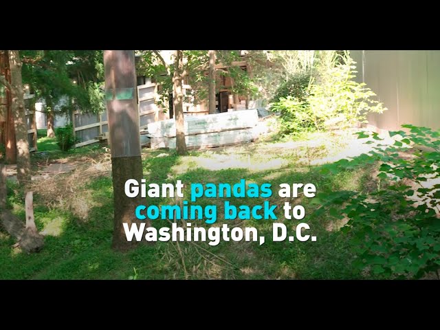 ⁣Giant pandas are coming back to Washington, D.C.