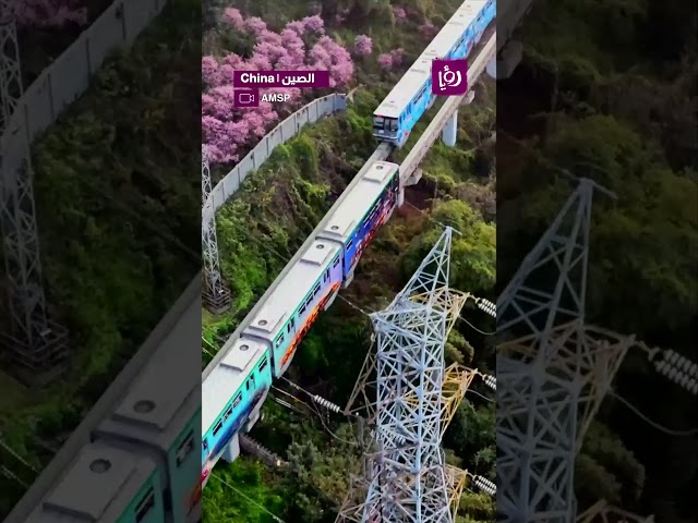 ⁣قطار يمر عبر بحر من الزهور الوردية في الصين