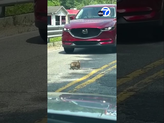 ⁣'Why is the bunny winning?': Rabbit's battle with snake stops traffic