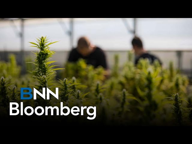 ⁣Canopy CEO says he's 'somewhat given up' on U.S. Feds legalizing cannabis any time so