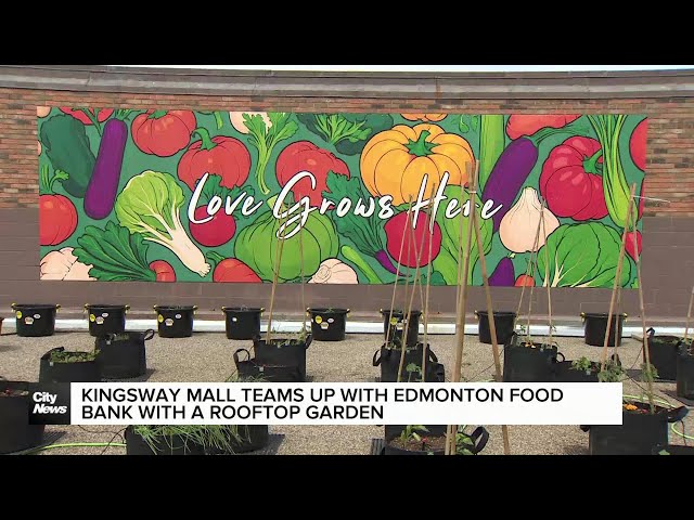 ⁣Kingsway Mall and Edmonton Food Bank team up with rooftop garden