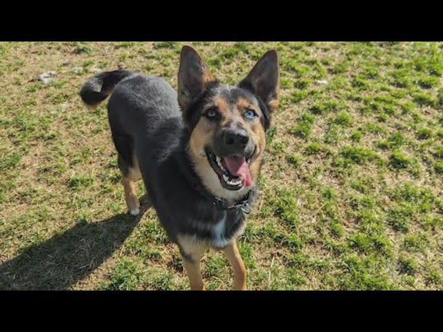 ⁣Dog once dumped at Boulder Reservoir adopted