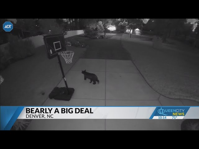 ⁣Bear caught on camera at Lake Norman home