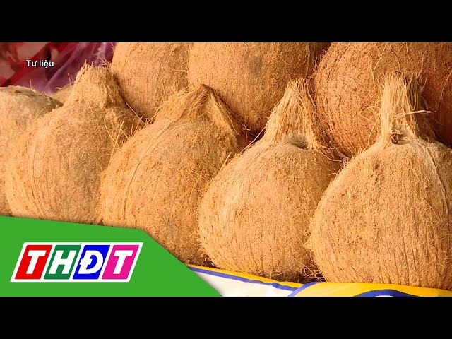 ⁣Giá dừa khô đang giảm | THDT