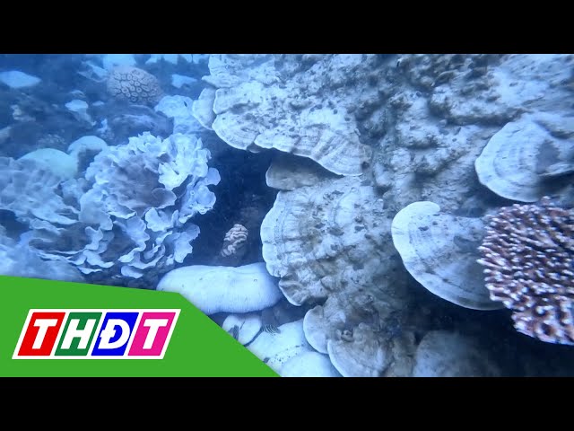 ⁣Tái diễn hiện tượng san hô chết, bị tẩy trắng tại Côn Đảo | THDT