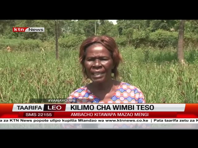 ⁣Kilimo cha wimbi Teso: Wakuliwa wa wimbi wahamasishwa