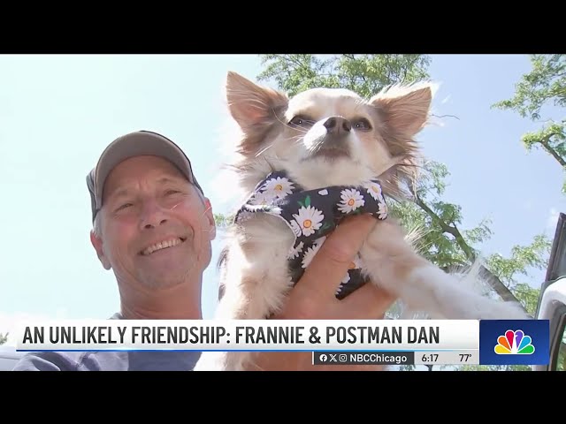 ⁣Postman and chihuahua share UNLIKELY BOND over past 3 years ❤️