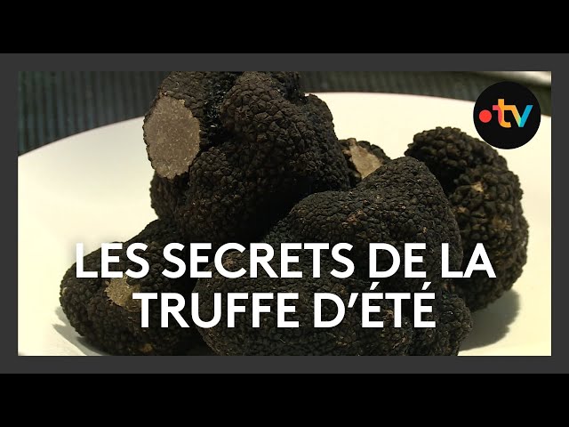 ⁣Les secrets de la truffe blanche d'été
