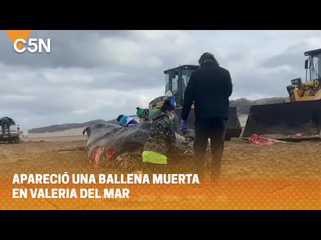 ⁣APARECIÓ una BALLENA MUERTA en VALERIA DEL MAR