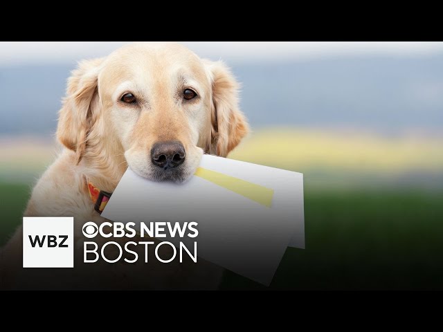 ⁣Here's where the most dog bites were reported by mail carriers in Massachusetts