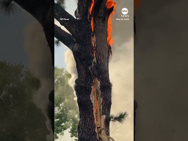 ⁣Tree falls apart after lightning strike, fire