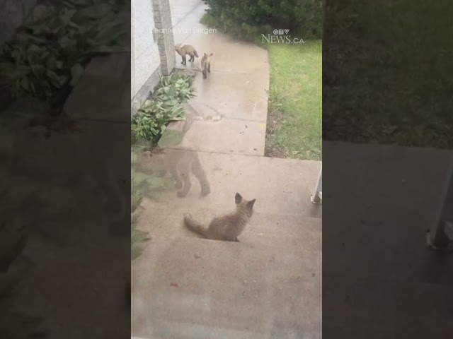⁣Family of baby foxes moves into Manitoba woman's yard
