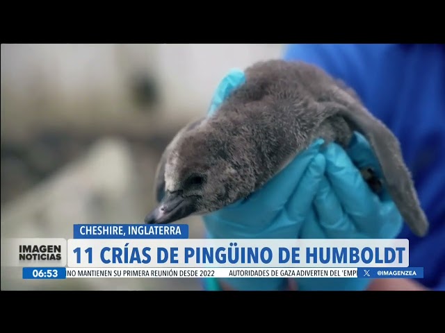 ⁣Nacen 11 crías de pingüino de Humboldt en un zoológico de Inglaterra