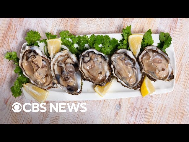 ⁣Climate change is killing summer oysters, study finds