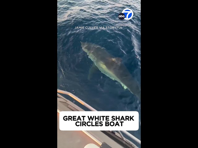 ⁣'Give her a pat, mate!': Great White Shark Circles Boat