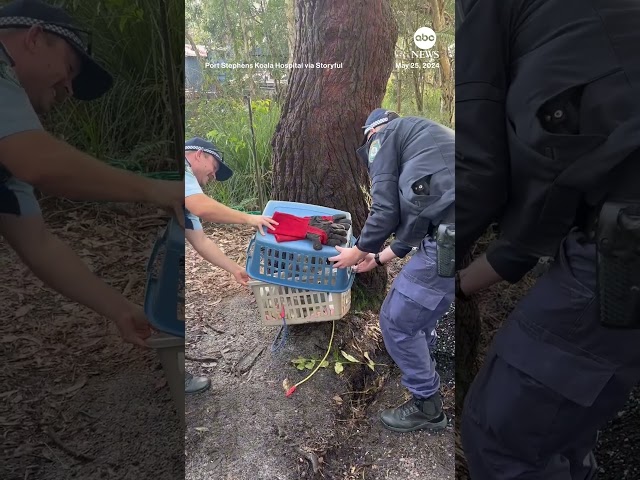 ⁣Rehabilitated koala released back into wild after it was hit by a car