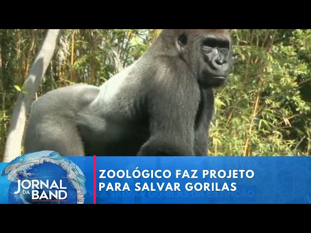 ⁣Zoológico de São Paulo ajuda a salvar gorilas da extinção | Jornal da Band